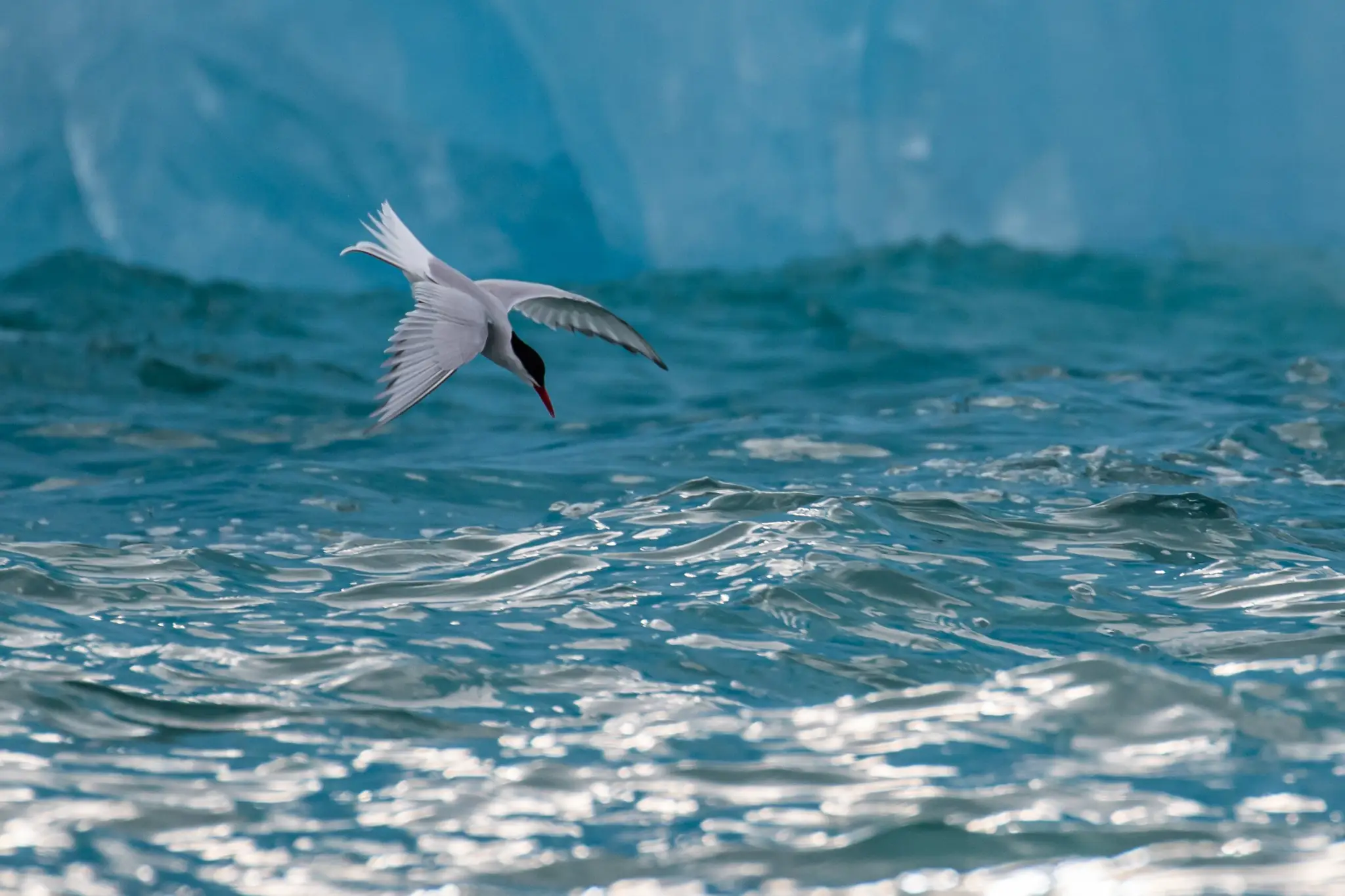 Wings and Hunting