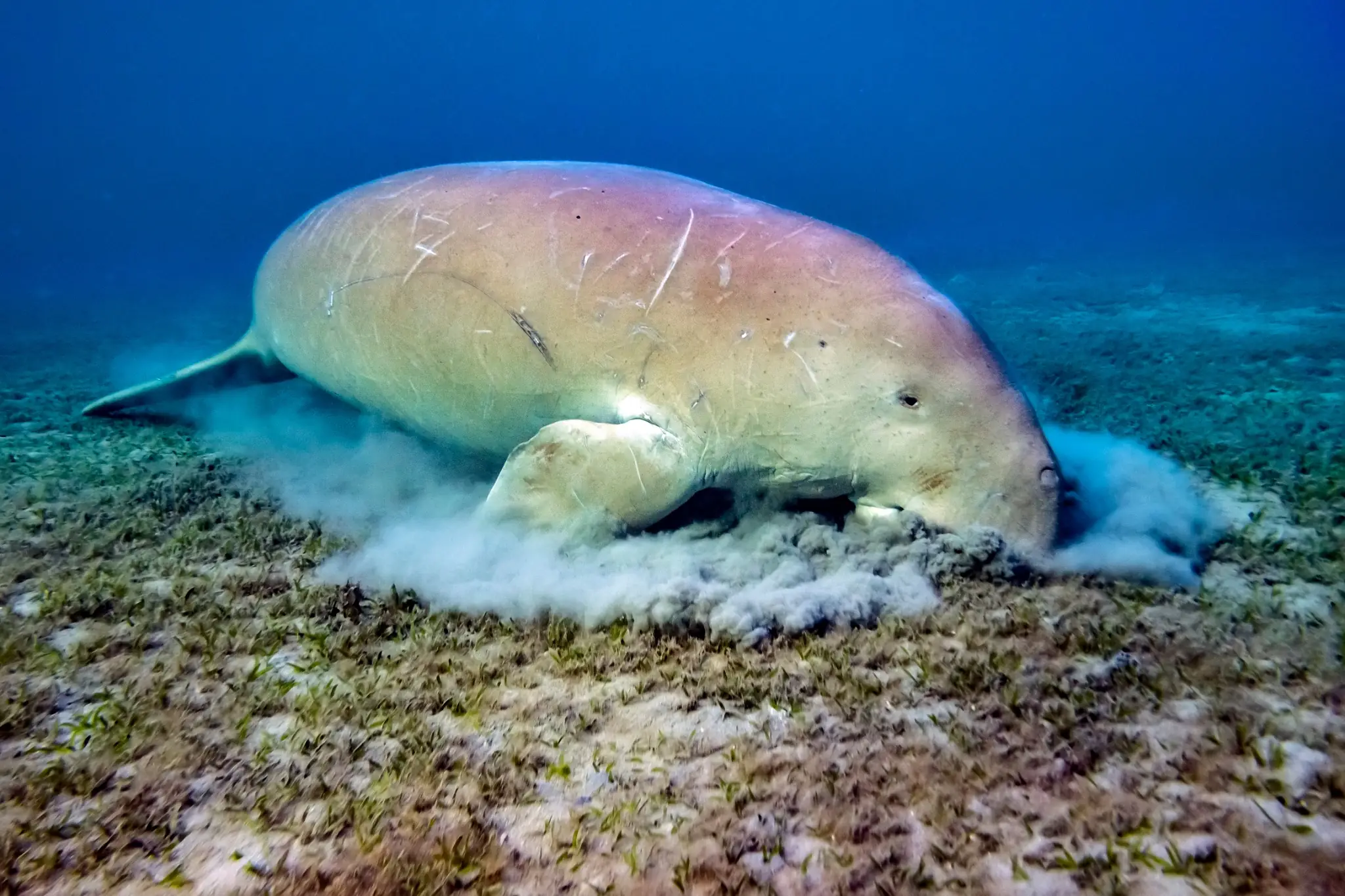 A Cousin of Elephants
