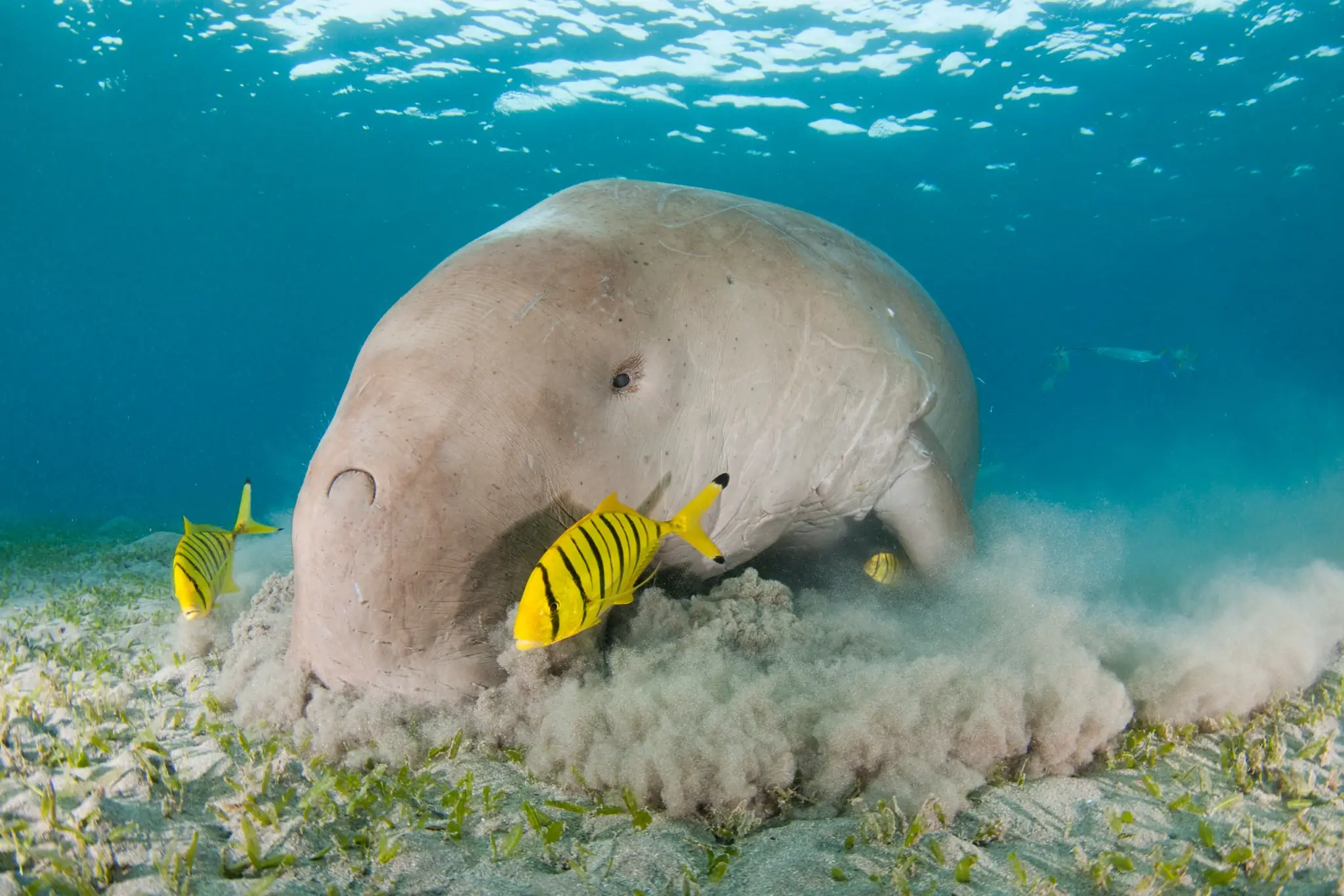 The Seagrass Grazer