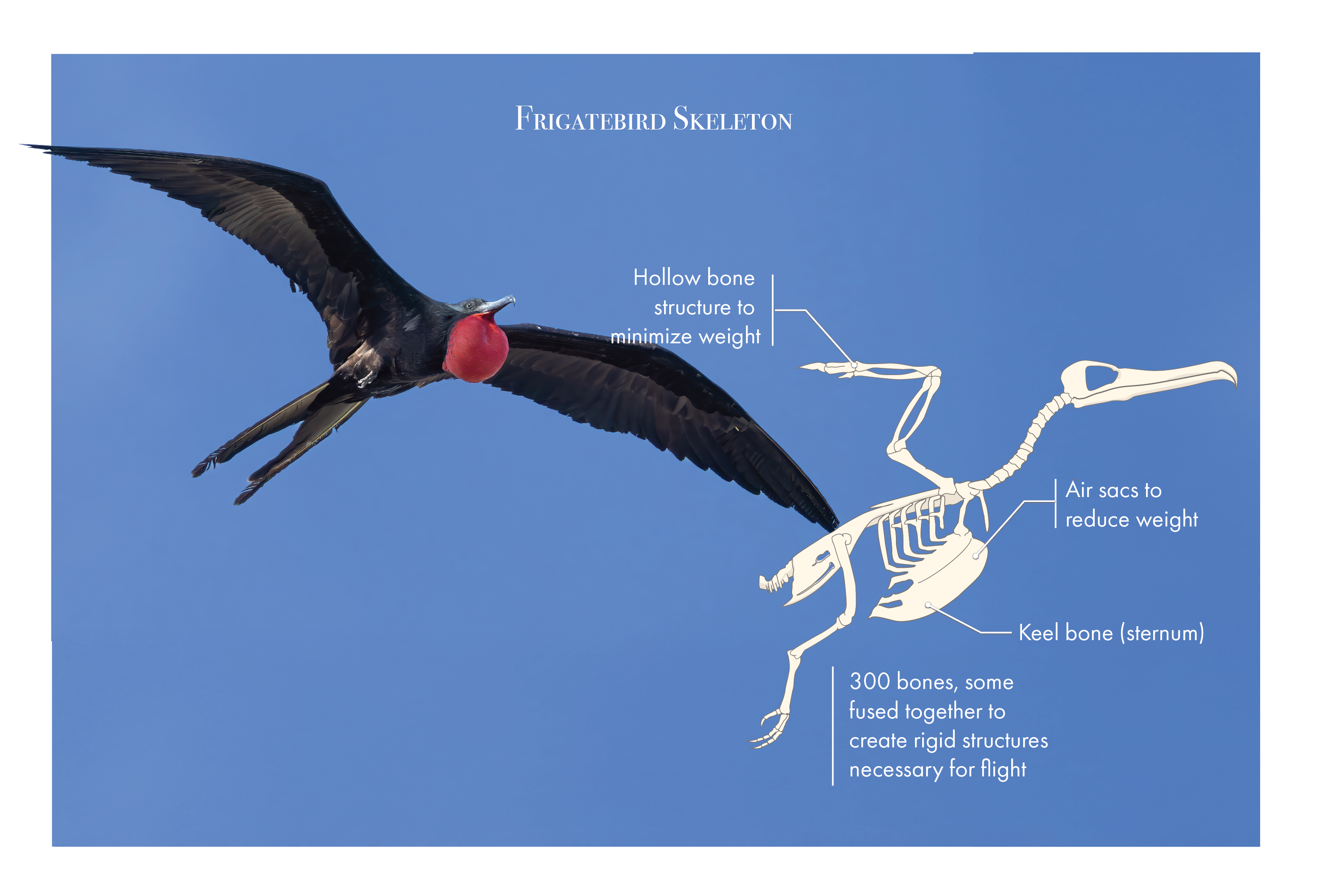 Frigatebird Skeleton