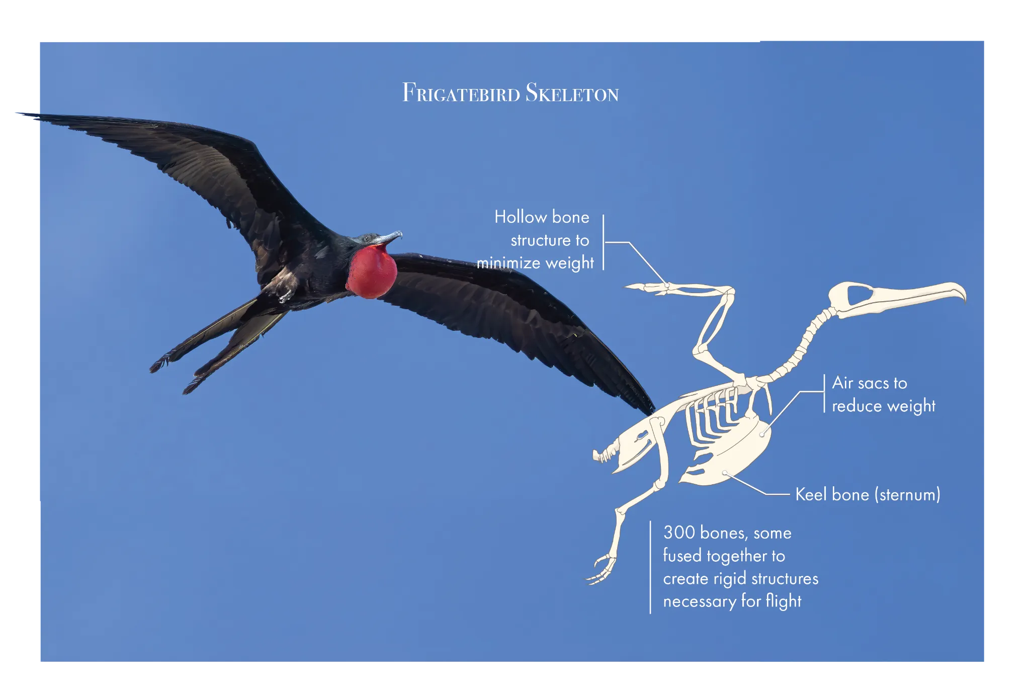 Frigatebird Skeleton