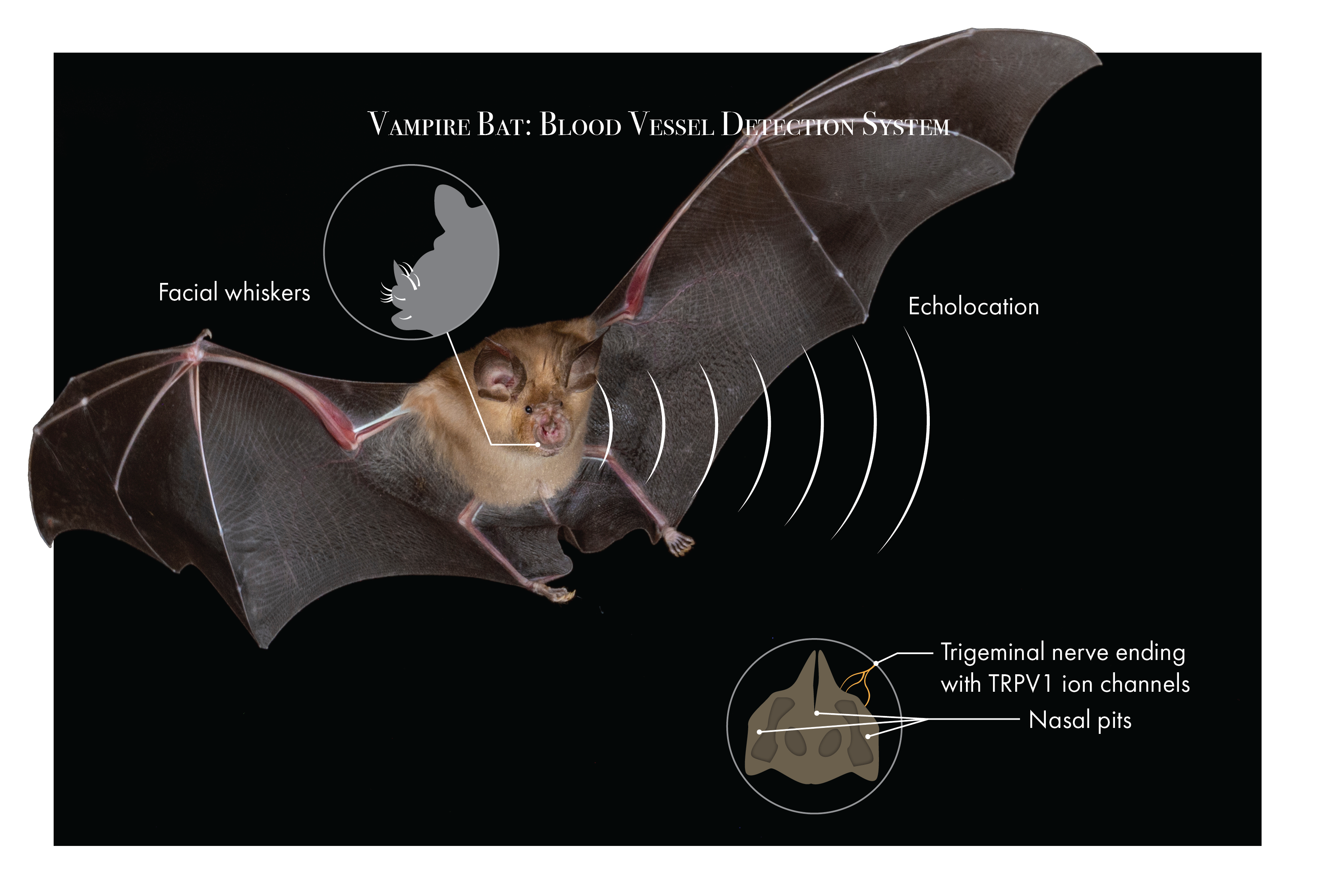 Vampire Bat Blood Vessel Detection System