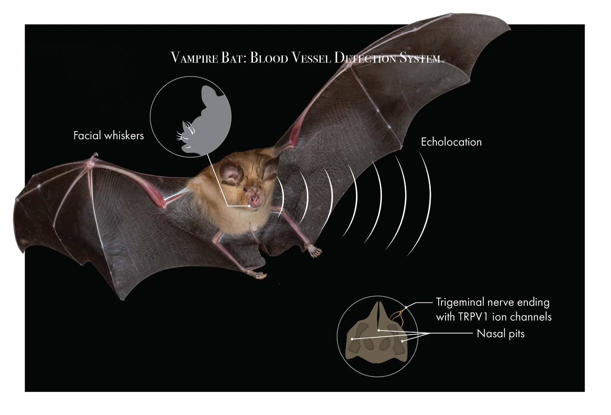 Vampire Bat Blood Vessel Detection System
