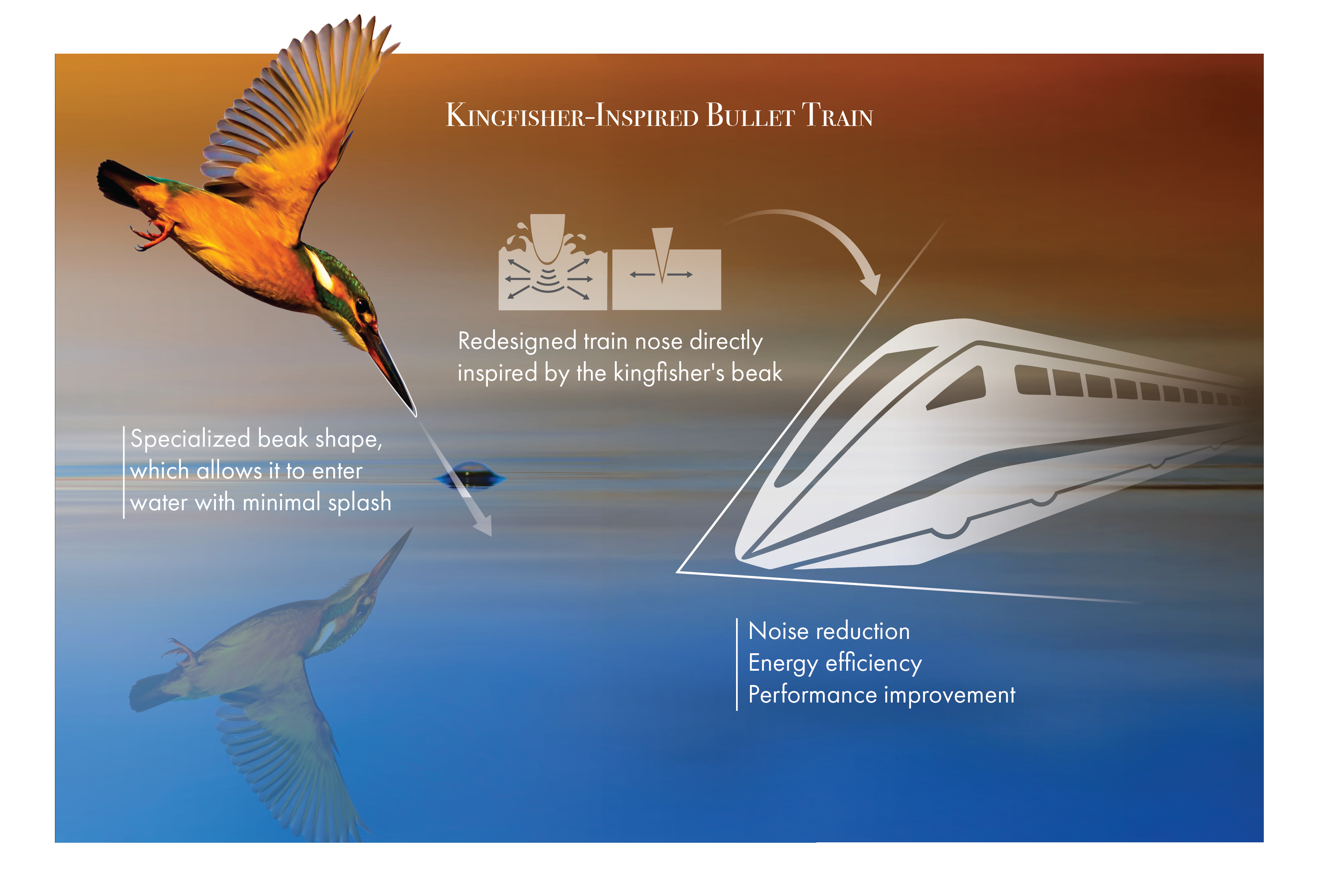Biomimicry in Action