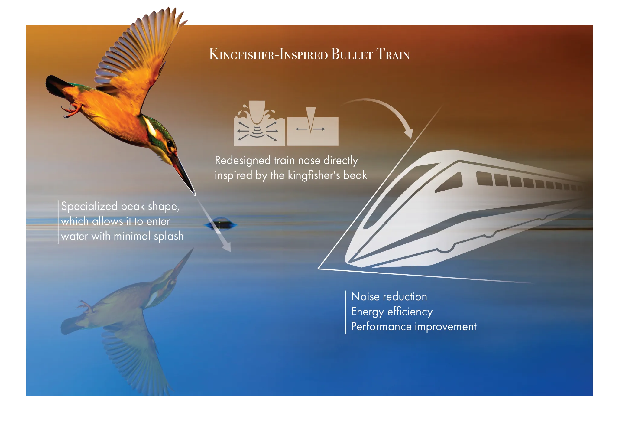Biomimicry in Action