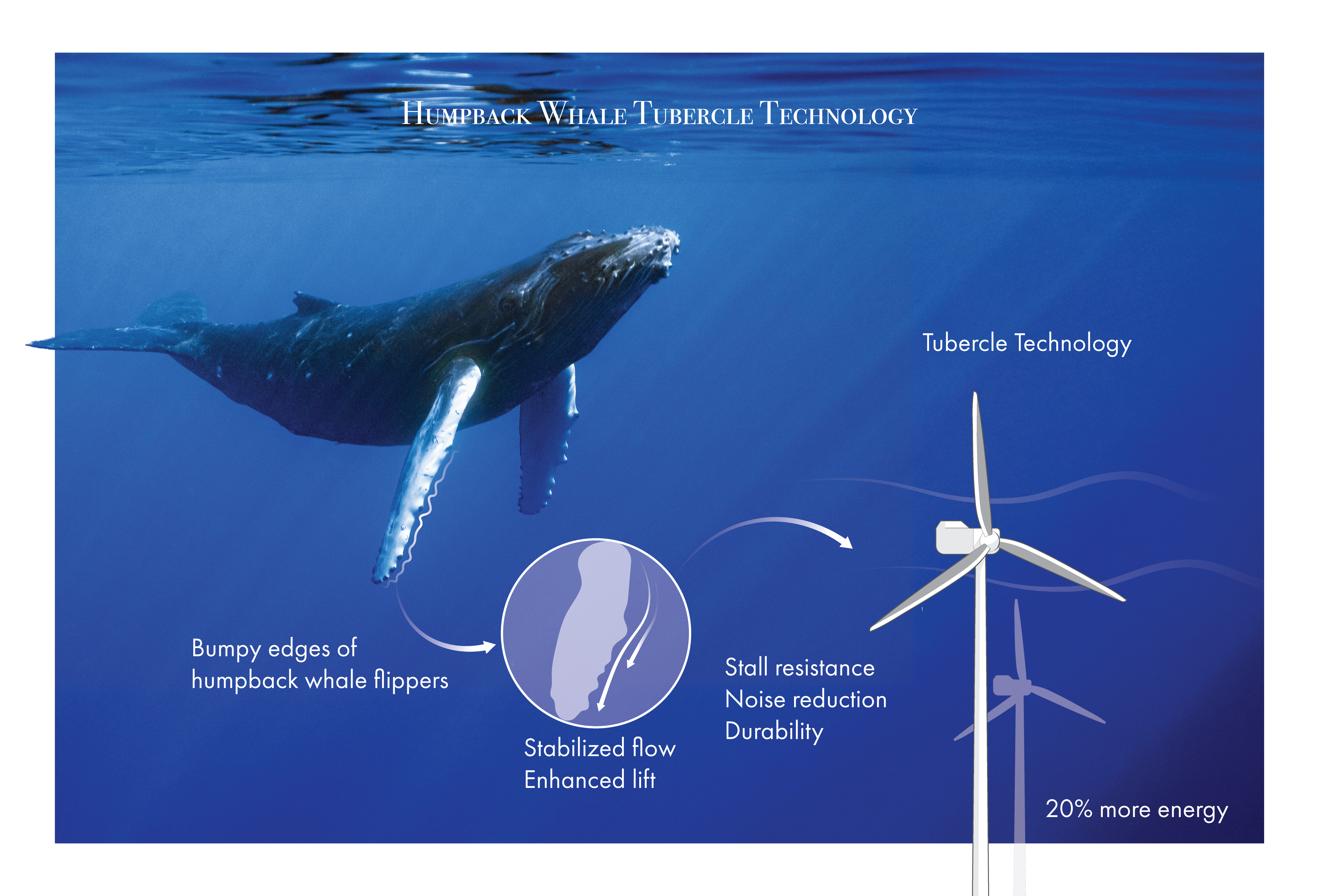 Humpback Whale Tubercle Technology