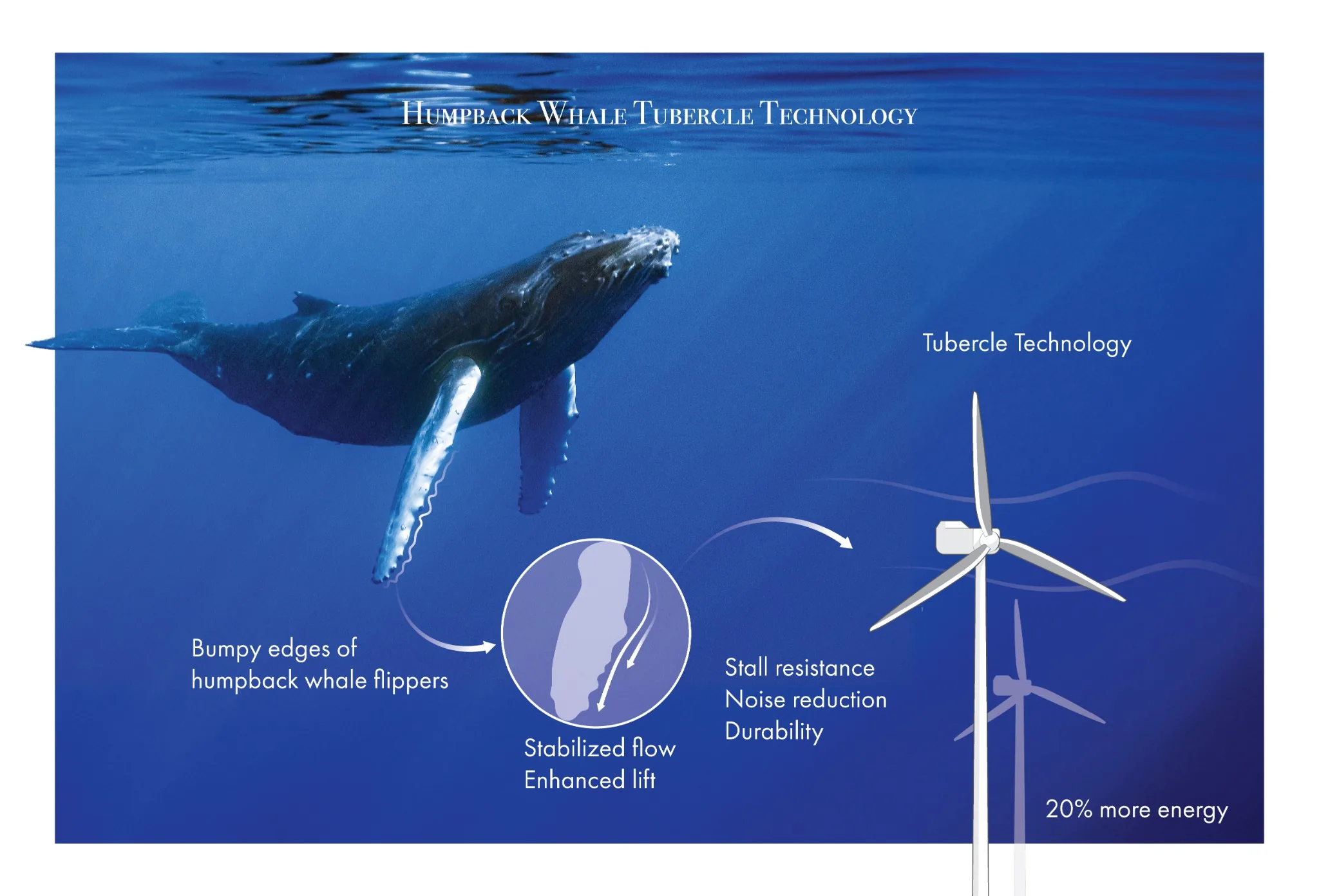 Humpback Whale Tubercle Technology
