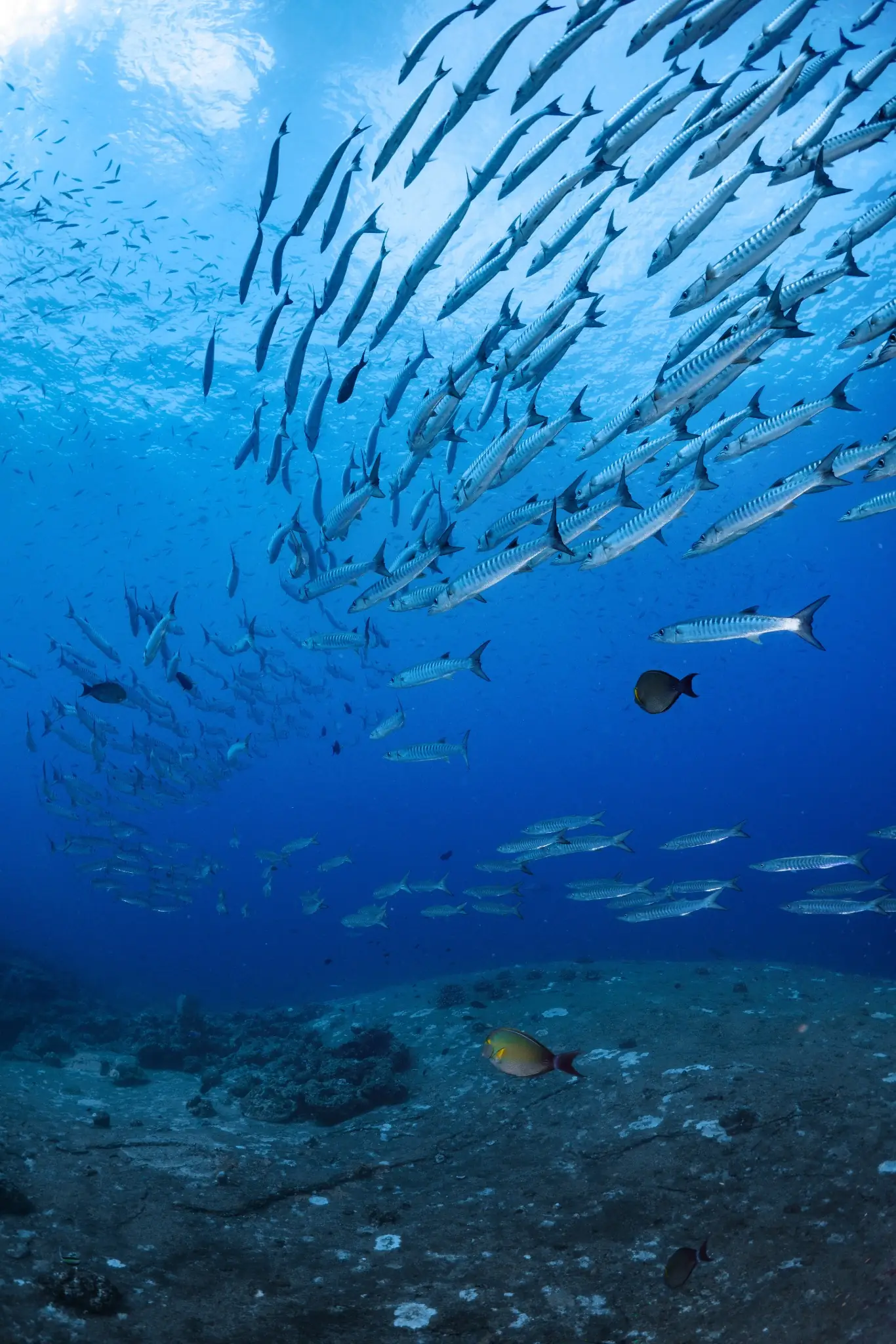 School of barracuda