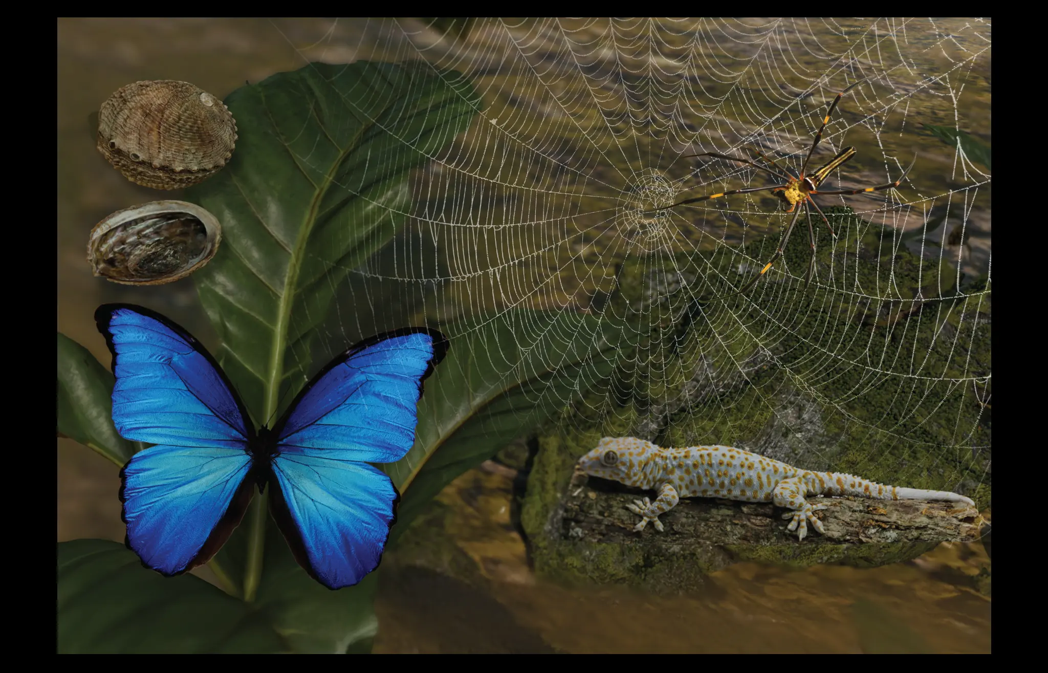 Composite illustration of four natural material masterpieces: spider silk fiber, abalone shell cross-section showing layered nacre, a gecko toe pad with microscopic setae, and a Morpho butterfly wing — each representing a distinct evolutionary innovation in strength, adhesion, and structural color.