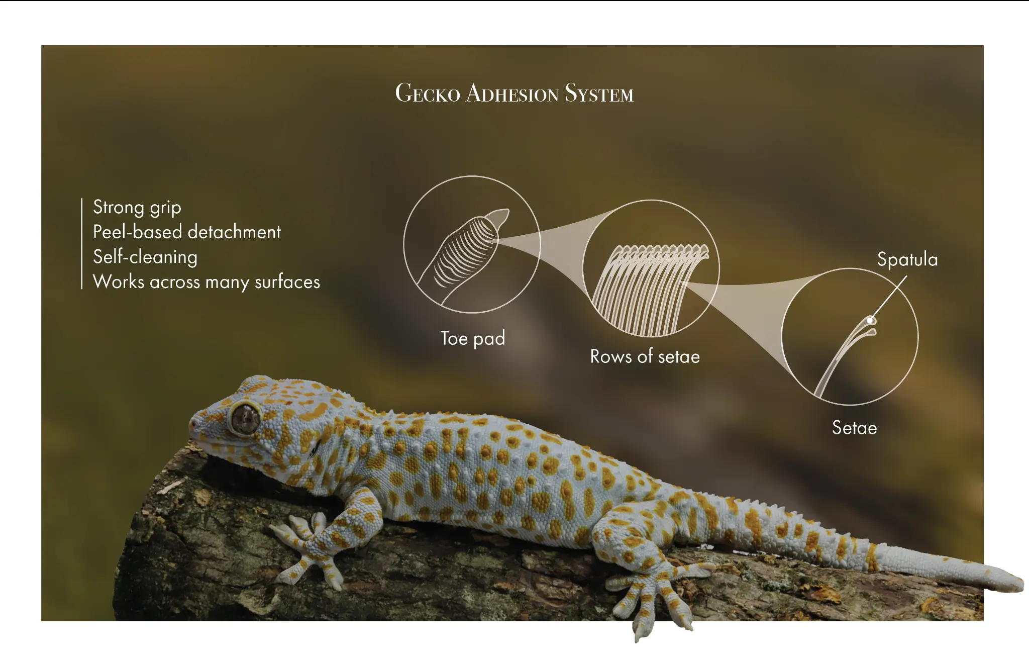 Hierarchical diagram of a gecko toe pad showing three levels of scale: the macroscopic toe pad, the microscopic setae (hair-like structures at 100 micrometres), and the nanoscale spatula-shaped tips (200 nanometres wide) that engage van der Waals forces with surfaces for adhesion without any glue or residue.