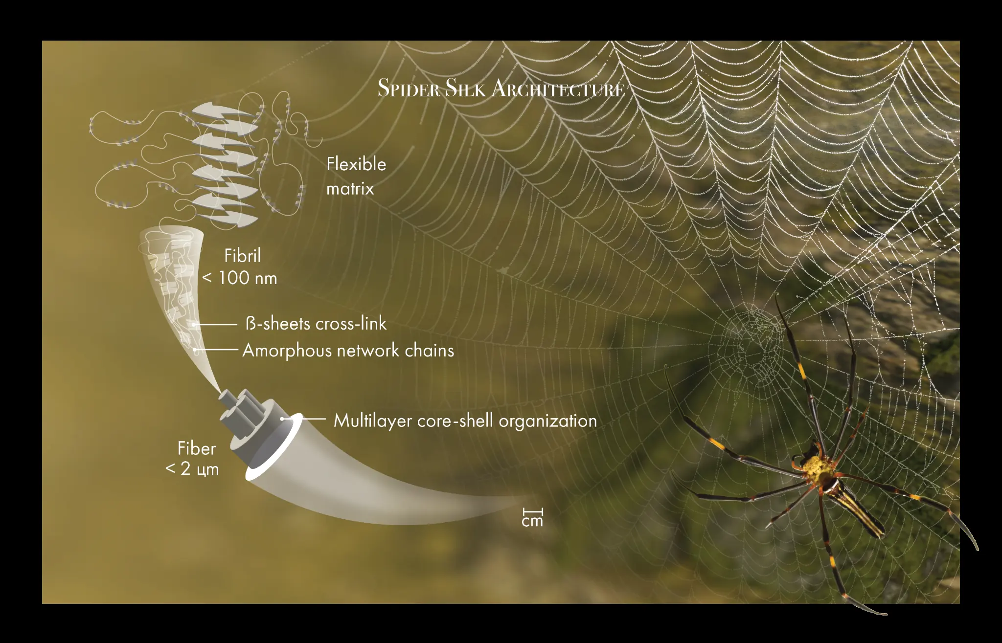 Close-up and molecular diagram of spider dragline silk, showing the fiber's structure with crystalline beta-sheet protein regions providing strength alternating with flexible amorphous zones that give the silk its elasticity — enabling it to stretch up to 40% before breaking.