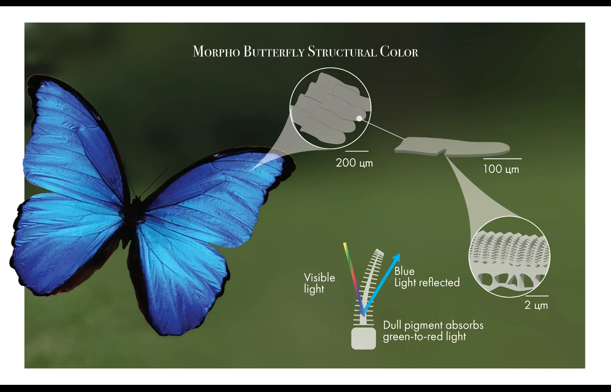 Electron microscope image and diagram of a Morpho butterfly wing scale showing Christmas-tree-shaped nanostructured ridges spaced at 450-nanometre intervals — the precise geometry that causes blue light waves to constructively interfere and reflect brilliantly while all other wavelengths cancel out, creating vivid structural colour with no pigment.