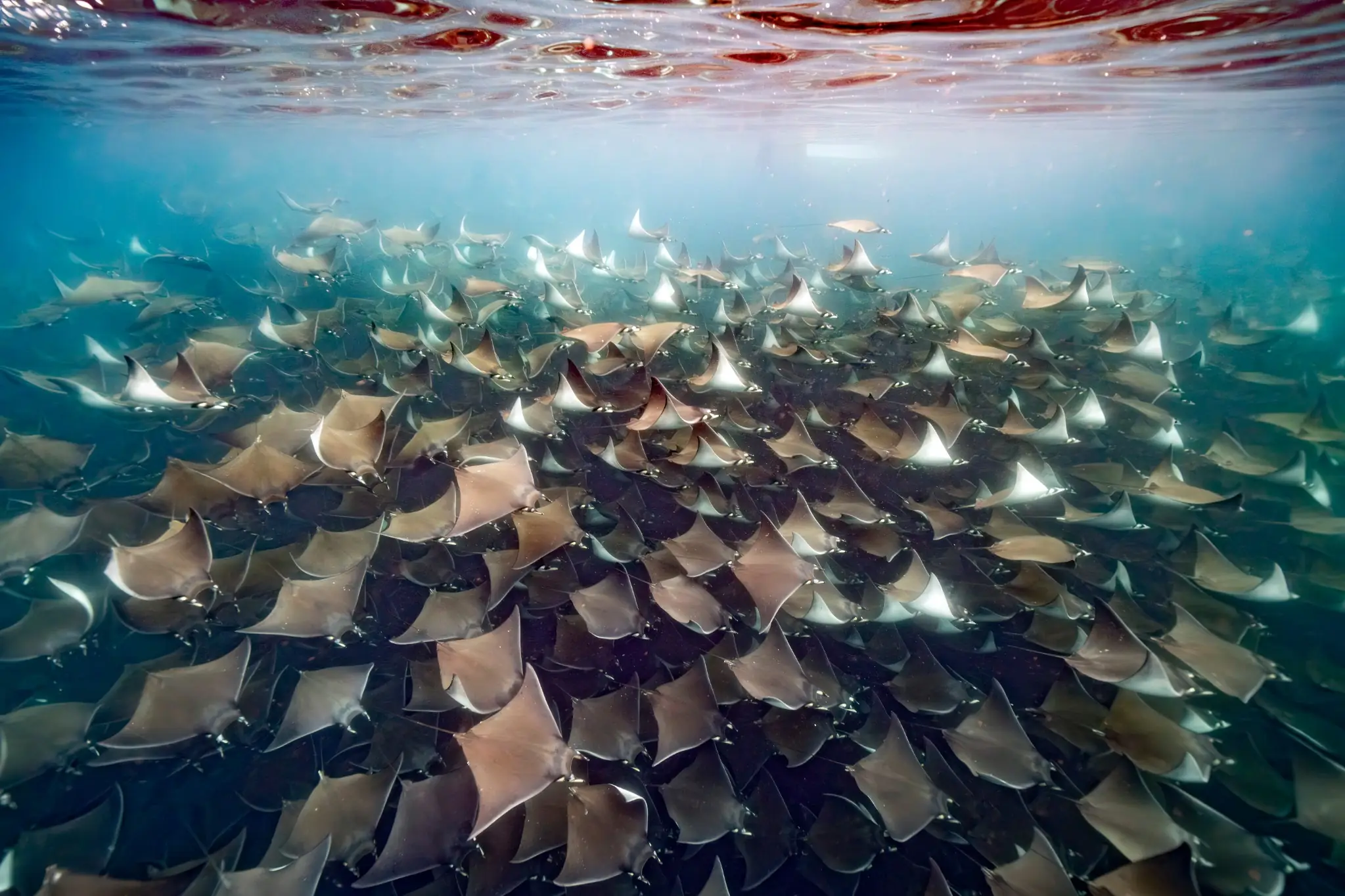 A vast school of rays — marine life from Delightful Oceans