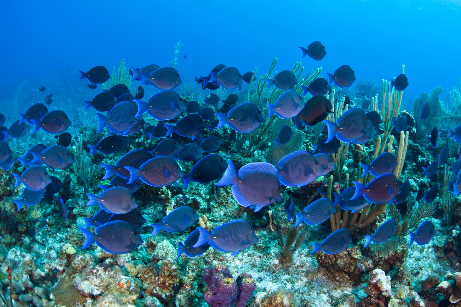 School of blue tangs flowing across reef