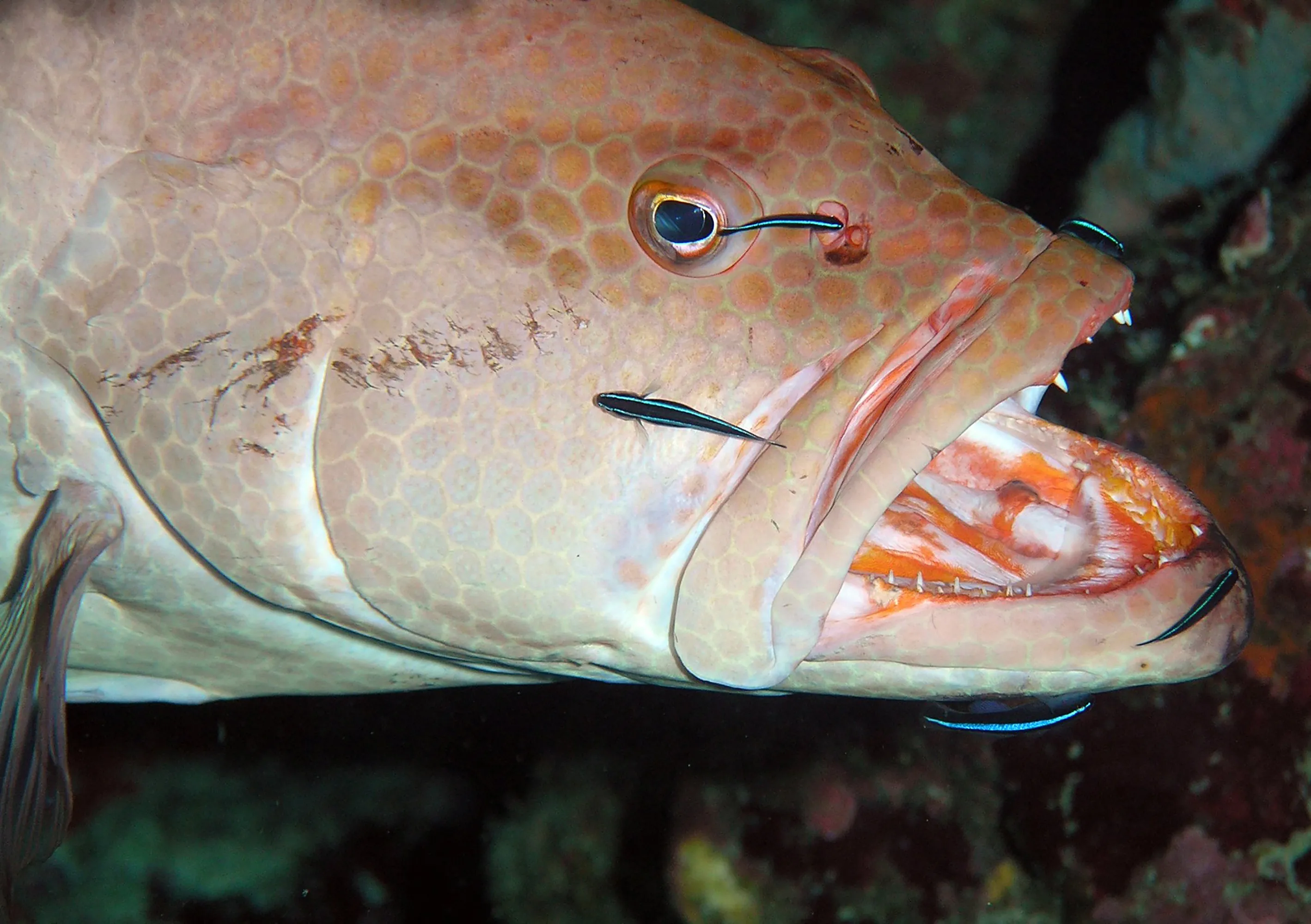 Cleaner wrasse inside grouper's mouth