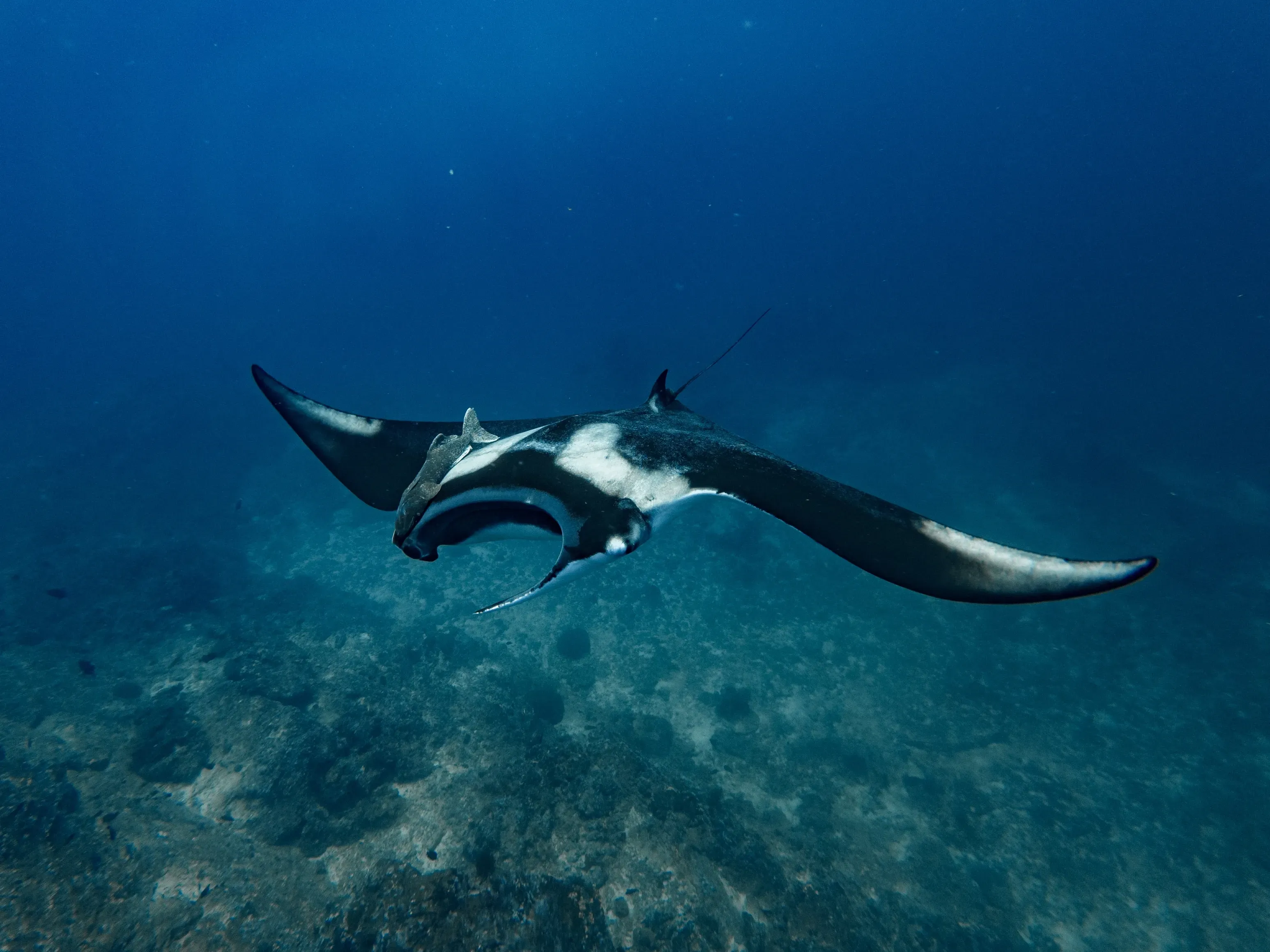 Manta ray wings stroking underwater