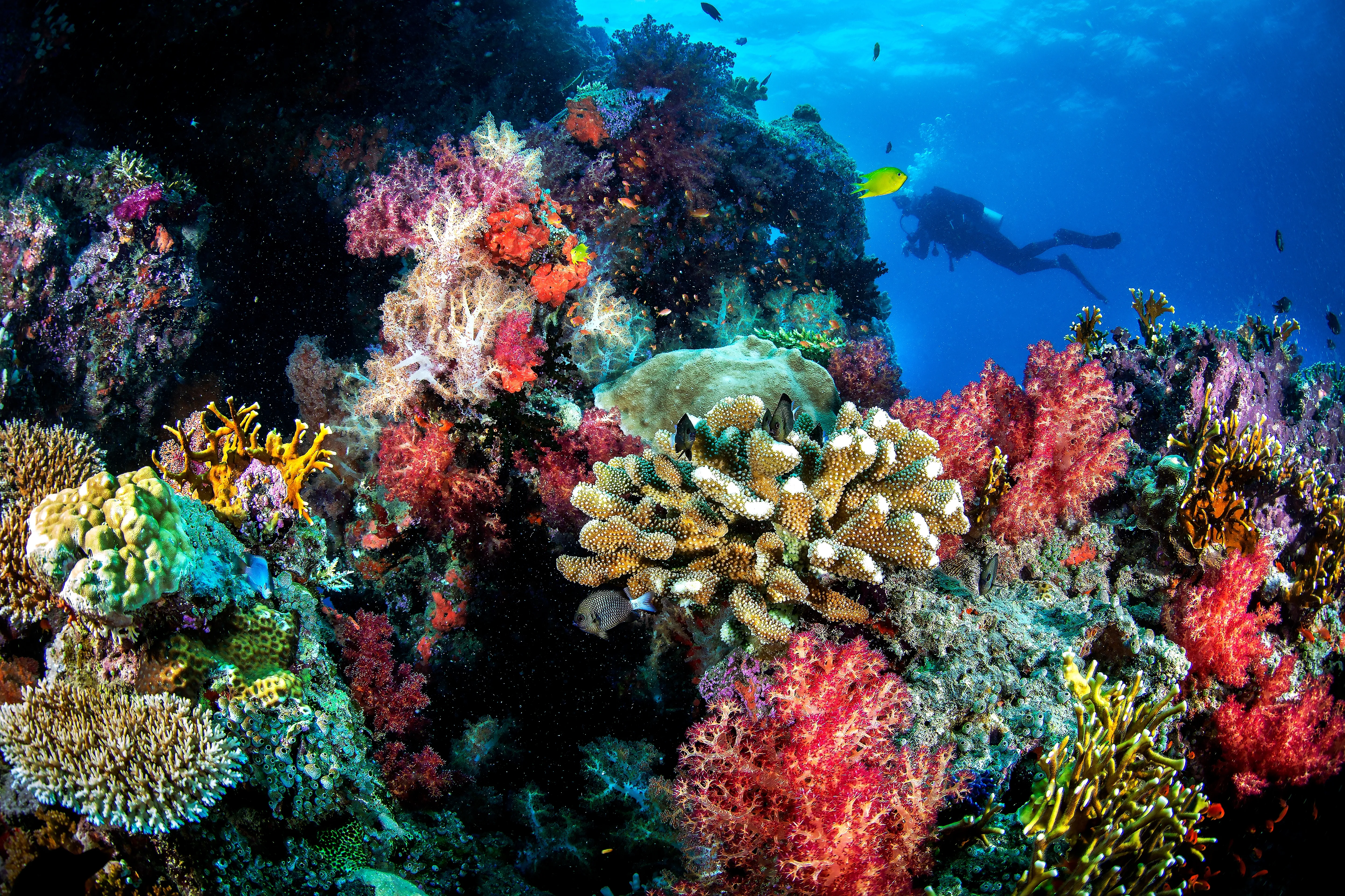 Vibrant coral reef colours