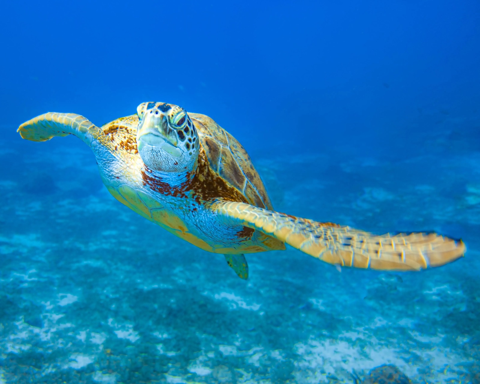 Sea turtle gliding through blue water
